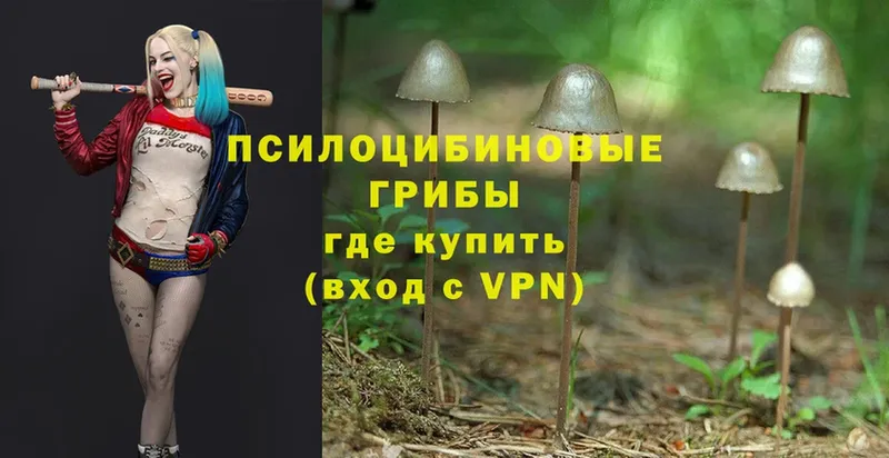 Галлюциногенные грибы Psilocybe  Ермолино 